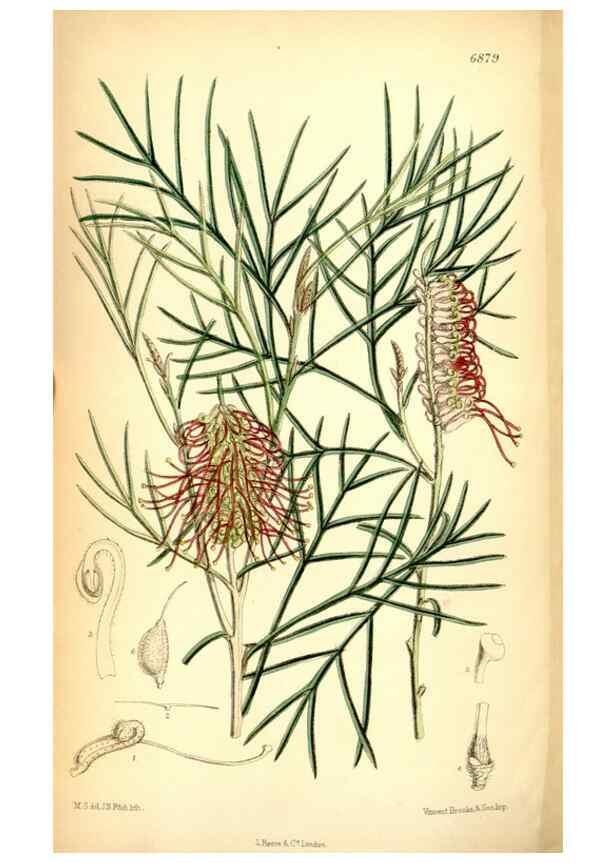 Reproducción/Reproduction 34573898584: Curtis's botanical magazine.. London ; New York [etc.] :Academic Press [etc.]