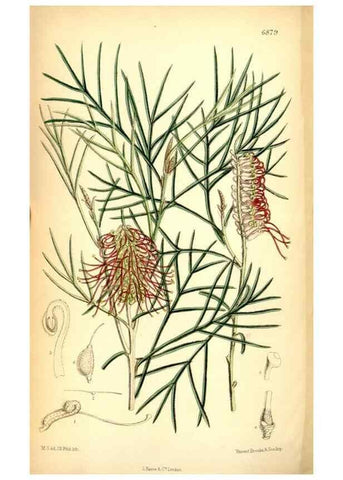 Reproducción/Reproduction 34573898584: Curtis's botanical magazine.. London ; New York [etc.] :Academic Press [etc.]