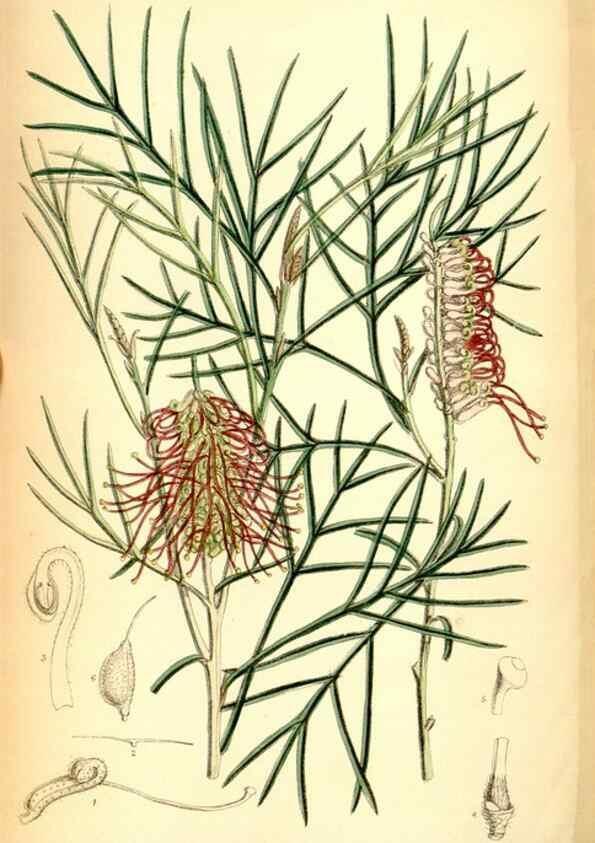 Reproducción/Reproduction 34573898584: Curtis's botanical magazine.. London ; New York [etc.] :Academic Press [etc.]