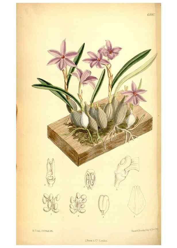 Reproducción/Reproduction 35028696850: Curtis's botanical magazine.. London ; New York [etc.] :Academic Press [etc.]