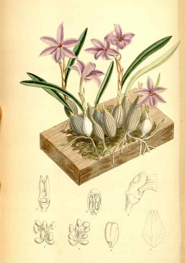 Reproducción/Reproduction 35028696850: Curtis's botanical magazine.. London ; New York [etc.] :Academic Press [etc.]