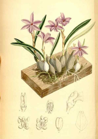 Reproducción/Reproduction 35028696850: Curtis's botanical magazine.. London ; New York [etc.] :Academic Press [etc.]