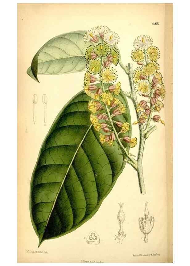 Reproducción/Reproduction 35028698800: Curtis's botanical magazine.. London ; New York [etc.] :Academic Press [etc.]