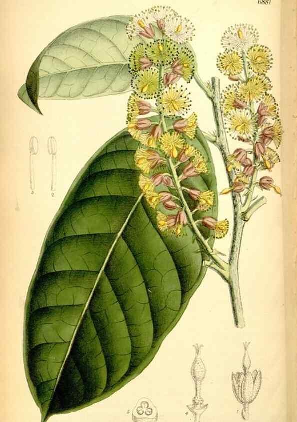 Reproducción/Reproduction 35028698800: Curtis's botanical magazine.. London ; New York [etc.] :Academic Press [etc.]