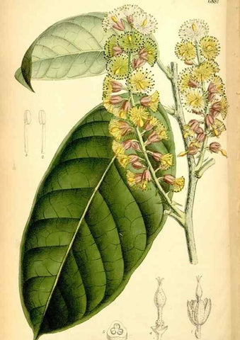 Reproducción/Reproduction 35028698800: Curtis's botanical magazine.. London ; New York [etc.] :Academic Press [etc.]