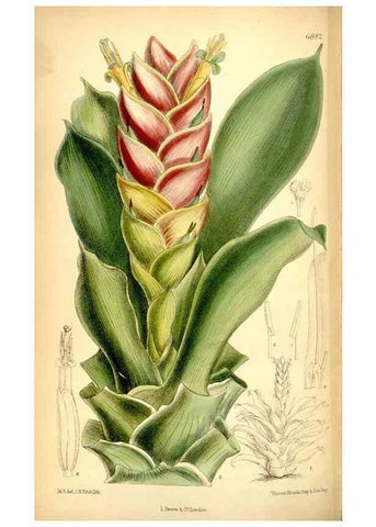 Reproducción/Reproduction 35028701530: Curtis's botanical magazine.. London ; New York [etc.] :Academic Press [etc.]