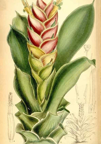 Reproducción/Reproduction 35028701530: Curtis's botanical magazine.. London ; New York [etc.] :Academic Press [etc.]