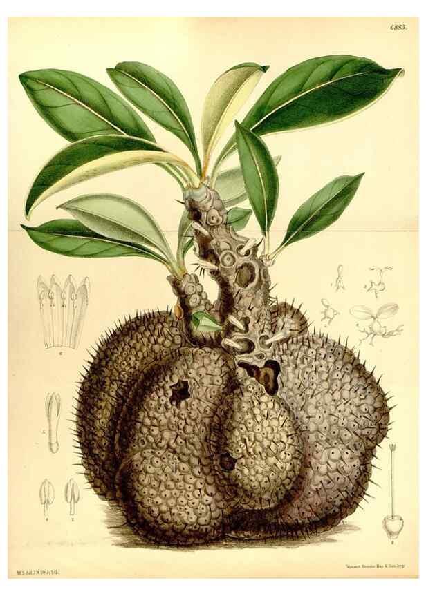 Reproducción/Reproduction 35249226632: Curtis's botanical magazine.. London ; New York [etc.] :Academic Press [etc.]
