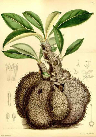 Reproducción/Reproduction 35249226632: Curtis's botanical magazine.. London ; New York [etc.] :Academic Press [etc.]
