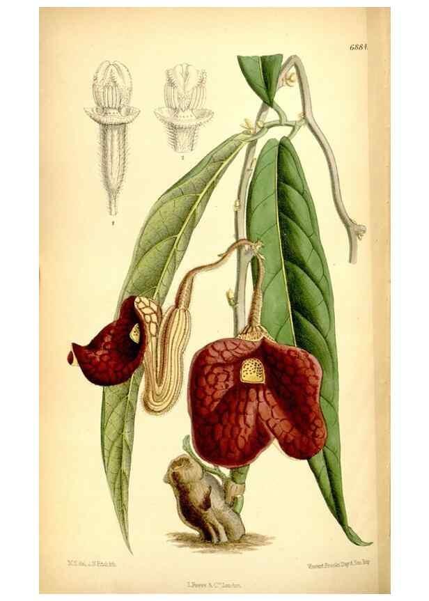 Reproducción/Reproduction 35249229752: Curtis's botanical magazine.. London ; New York [etc.] :Academic Press [etc.]