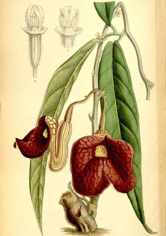 Reproducción/Reproduction 35249229752: Curtis's botanical magazine.. London ; New York [etc.] :Academic Press [etc.]