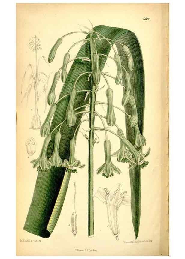 Reproducción/Reproduction 35249232802: Curtis's botanical magazine.. London ; New York [etc.] :Academic Press [etc.]