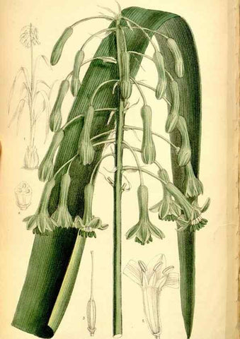 Reproducción/Reproduction 35249232802: Curtis's botanical magazine.. London ; New York [etc.] :Academic Press [etc.]