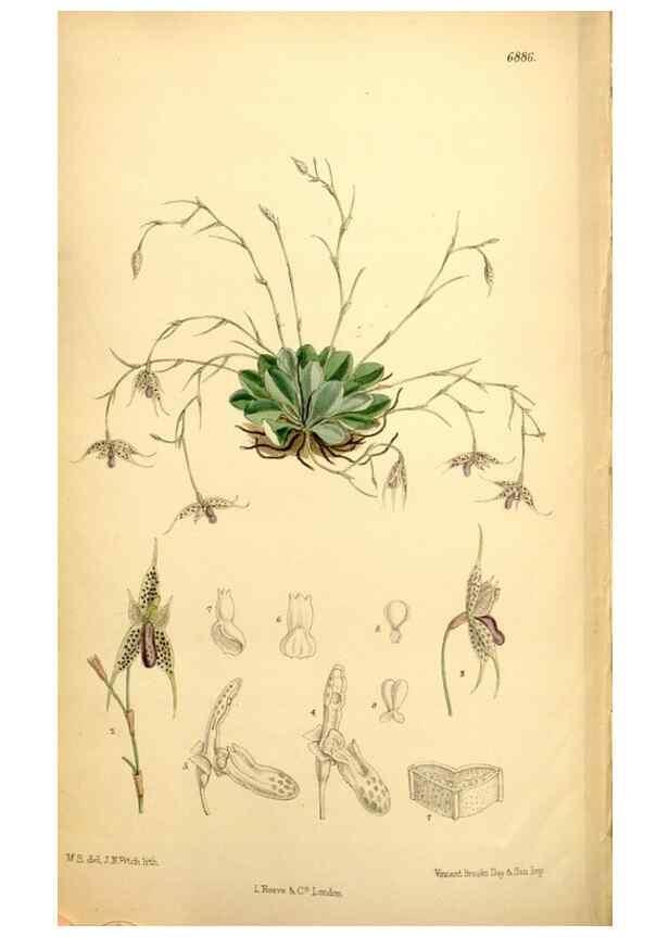 Reproducción/Reproduction 34573911924: Curtis's botanical magazine.. London ; New York [etc.] :Academic Press [etc.]