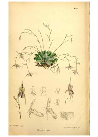 Reproducción/Reproduction 34573911924: Curtis's botanical magazine.. London ; New York [etc.] :Academic Press [etc.]