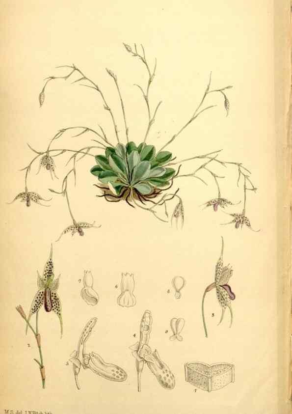Reproducción/Reproduction 34573911924: Curtis's botanical magazine.. London ; New York [etc.] :Academic Press [etc.]