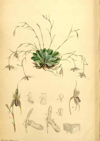 Reproducción/Reproduction 34573911924: Curtis's botanical magazine.. London ; New York [etc.] :Academic Press [etc.]