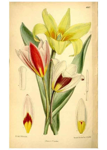 Reproducción/Reproduction 35249238852: Curtis's botanical magazine.. London ; New York [etc.] :Academic Press [etc.]