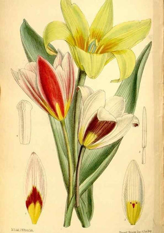 Reproducción/Reproduction 35249238852: Curtis's botanical magazine.. London ; New York [etc.] :Academic Press [etc.]