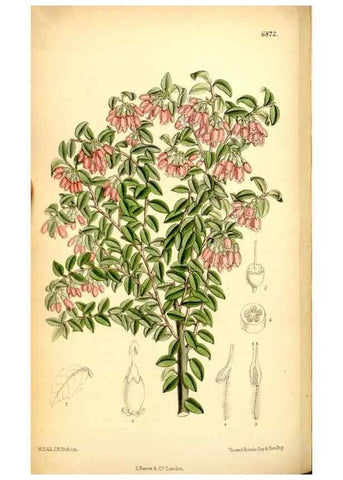 Reproducción/Reproduction 35286091661: Curtis's botanical magazine.. London ; New York [etc.] :Academic Press [etc.]