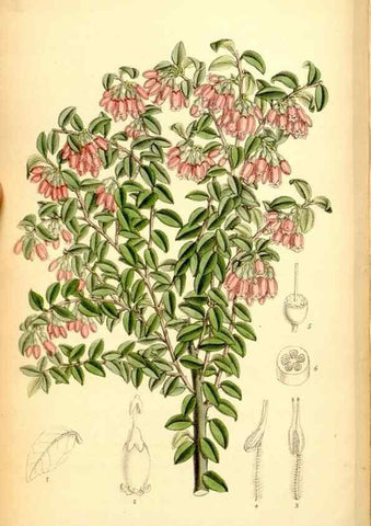 Reproducción/Reproduction 35286091661: Curtis's botanical magazine.. London ; New York [etc.] :Academic Press [etc.]