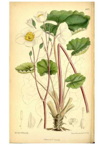 Reproducción/Reproduction 35286090541: Curtis's botanical magazine.. London ; New York [etc.] :Academic Press [etc.]
