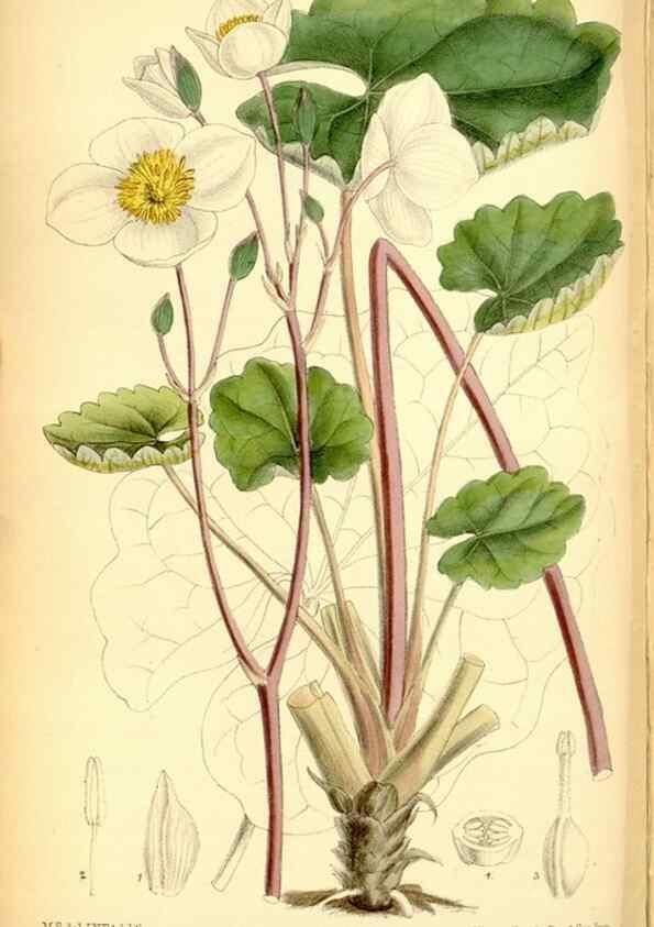 Reproducción/Reproduction 35286090541: Curtis's botanical magazine.. London ; New York [etc.] :Academic Press [etc.]