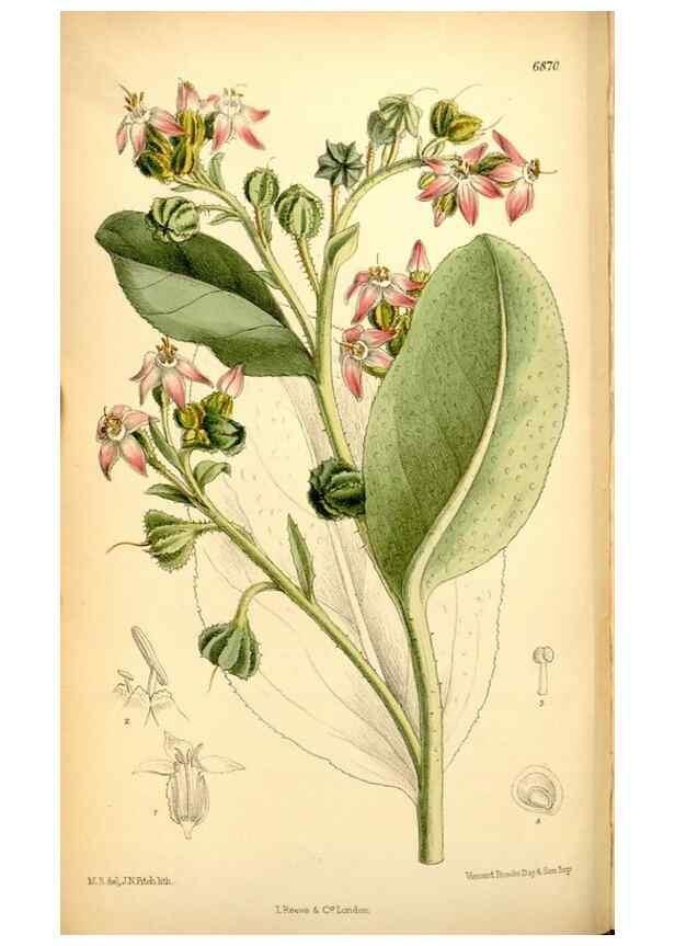 Reproducción/Reproduction 35415706025: Curtis's botanical magazine.. London ; New York [etc.] :Academic Press [etc.]