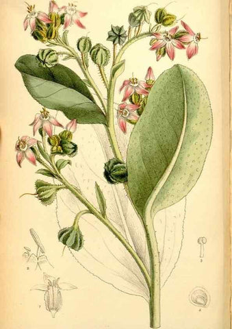 Reproducción/Reproduction 35415706025: Curtis's botanical magazine.. London ; New York [etc.] :Academic Press [etc.]