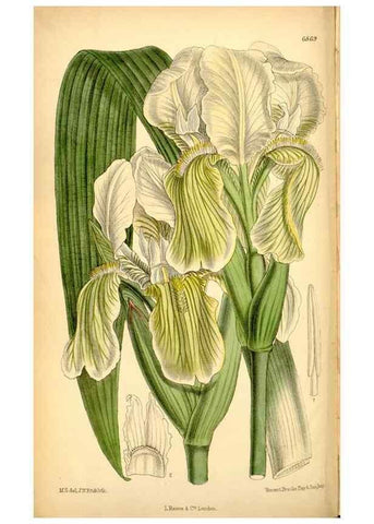 Reproducción/Reproduction 35286088251: Curtis's botanical magazine.. London ; New York [etc.] :Academic Press [etc.]