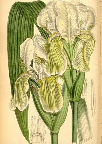 Reproducción/Reproduction 35286088251: Curtis's botanical magazine.. London ; New York [etc.] :Academic Press [etc.]
