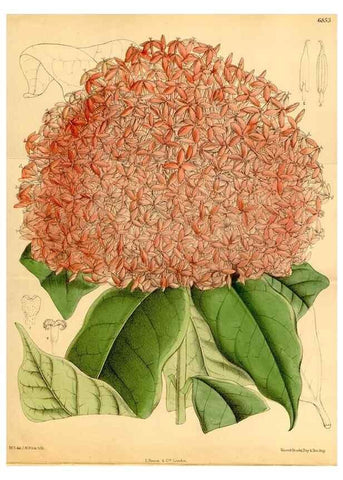 Reproducción/Reproduction 35249146932: Curtis's botanical magazine.. London ; New York [etc.] :Academic Press [etc.]