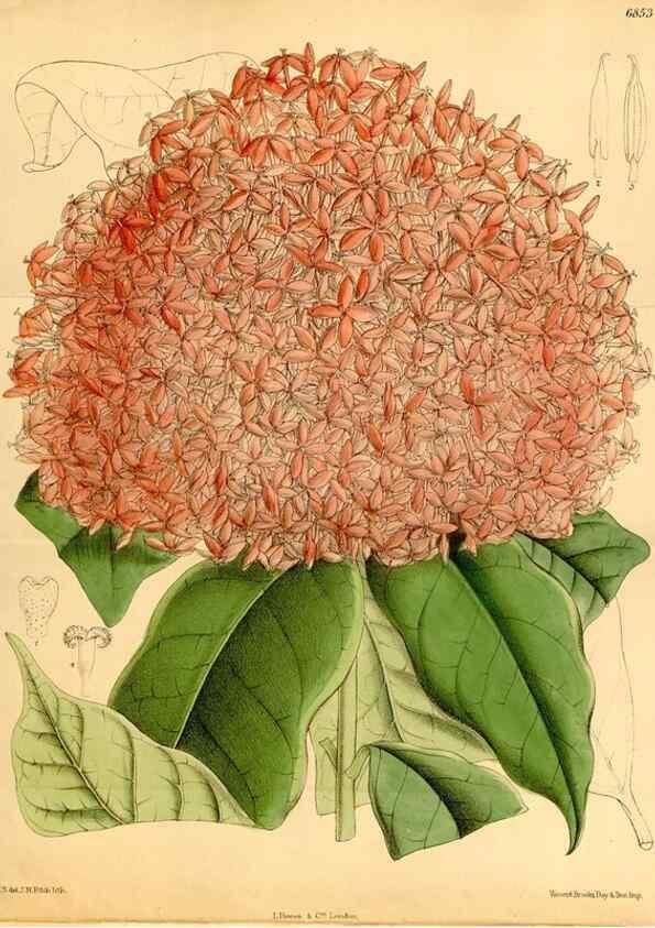 Reproducción/Reproduction 35249146932: Curtis's botanical magazine.. London ; New York [etc.] :Academic Press [etc.]