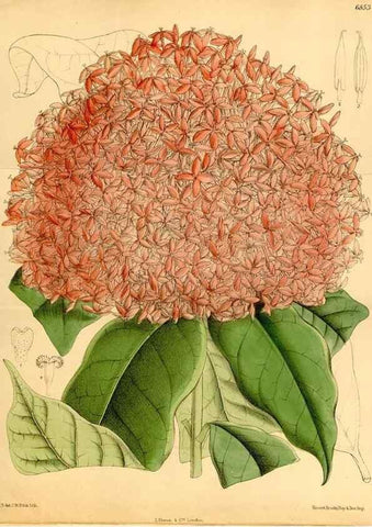 Reproducción/Reproduction 35249146932: Curtis's botanical magazine.. London ; New York [etc.] :Academic Press [etc.]