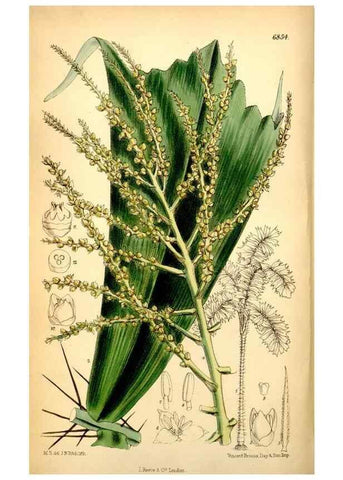 Reproducción/Reproduction 35028653950: Curtis's botanical magazine.. London ; New York [etc.] :Academic Press [etc.]
