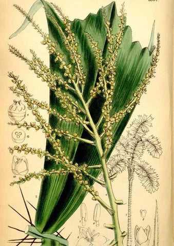 Reproducción/Reproduction 35028653950: Curtis's botanical magazine.. London ; New York [etc.] :Academic Press [etc.]