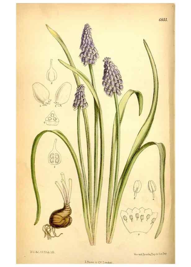Reproducción/Reproduction 35415679465: Curtis's botanical magazine.. London ; New York [etc.] :Academic Press [etc.]