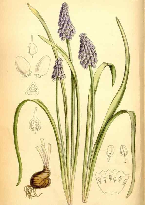 Reproducción/Reproduction 35415679465: Curtis's botanical magazine.. London ; New York [etc.] :Academic Press [etc.]