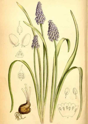 Reproducción/Reproduction 35415679465: Curtis's botanical magazine.. London ; New York [etc.] :Academic Press [etc.]