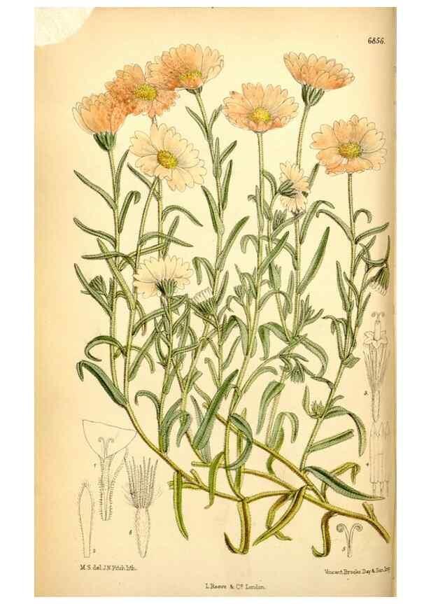 Reproducción/Reproduction 35249156792: Curtis's botanical magazine.. London ; New York [etc.] :Academic Press [etc.]