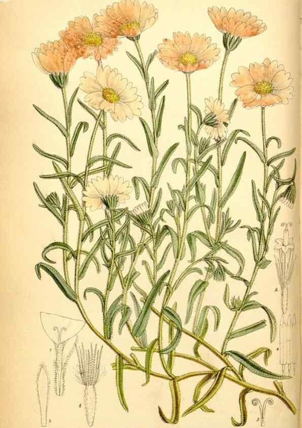 Reproducción/Reproduction 35249156792: Curtis's botanical magazine.. London ; New York [etc.] :Academic Press [etc.]