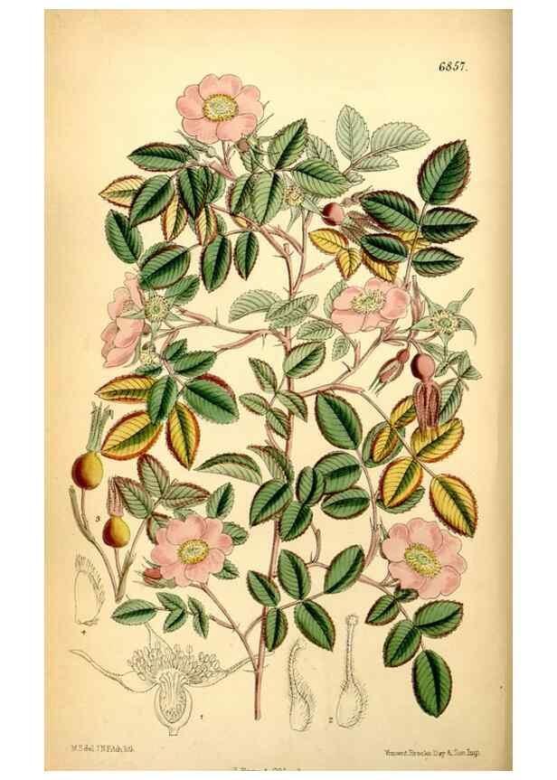 Reproducción/Reproduction 35249160702: Curtis's botanical magazine.. London ; New York [etc.] :Academic Press [etc.]