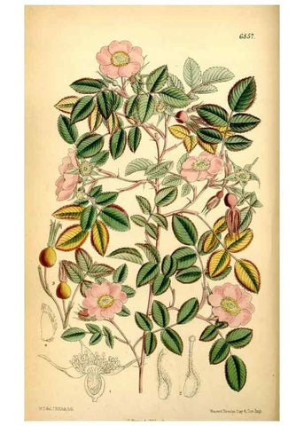 Reproducción/Reproduction 35249160702: Curtis's botanical magazine.. London ; New York [etc.] :Academic Press [etc.]