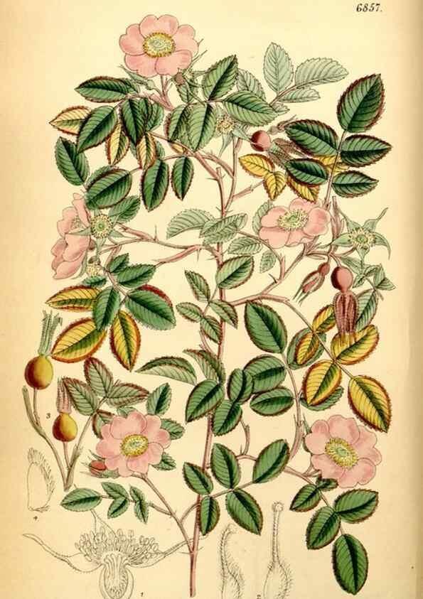 Reproducción/Reproduction 35249160702: Curtis's botanical magazine.. London ; New York [etc.] :Academic Press [etc.]