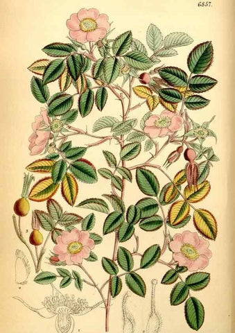 Reproducción/Reproduction 35249160702: Curtis's botanical magazine.. London ; New York [etc.] :Academic Press [etc.]