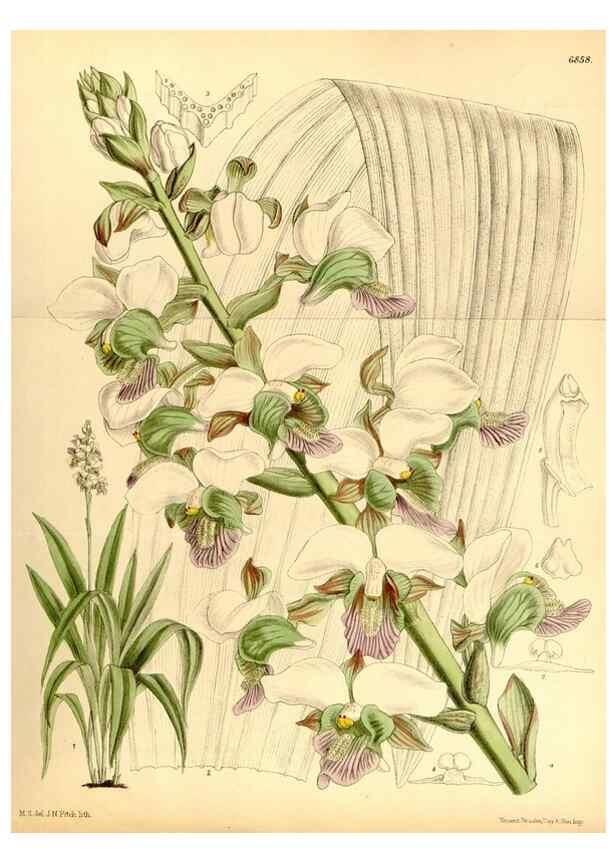 Reproducción/Reproduction 35249162692: Curtis's botanical magazine.. London ; New York [etc.] :Academic Press [etc.]