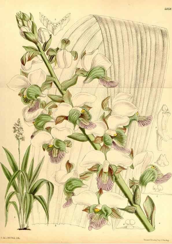 Reproducción/Reproduction 35249162692: Curtis's botanical magazine.. London ; New York [etc.] :Academic Press [etc.]