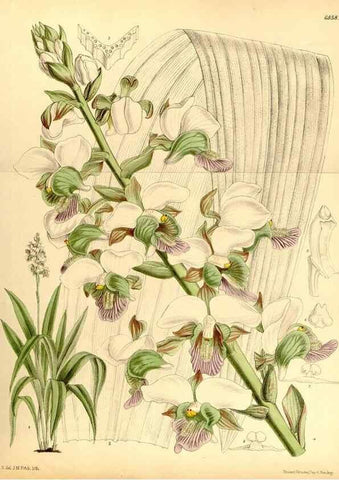 Reproducción/Reproduction 35249162692: Curtis's botanical magazine.. London ; New York [etc.] :Academic Press [etc.]
