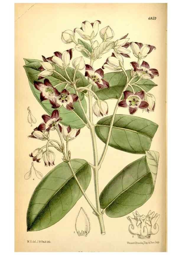 Reproducción/Reproduction 34573846684: Curtis's botanical magazine.. London ; New York [etc.] :Academic Press [etc.]
