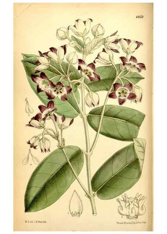 Reproducción/Reproduction 34573846684: Curtis's botanical magazine.. London ; New York [etc.] :Academic Press [etc.]